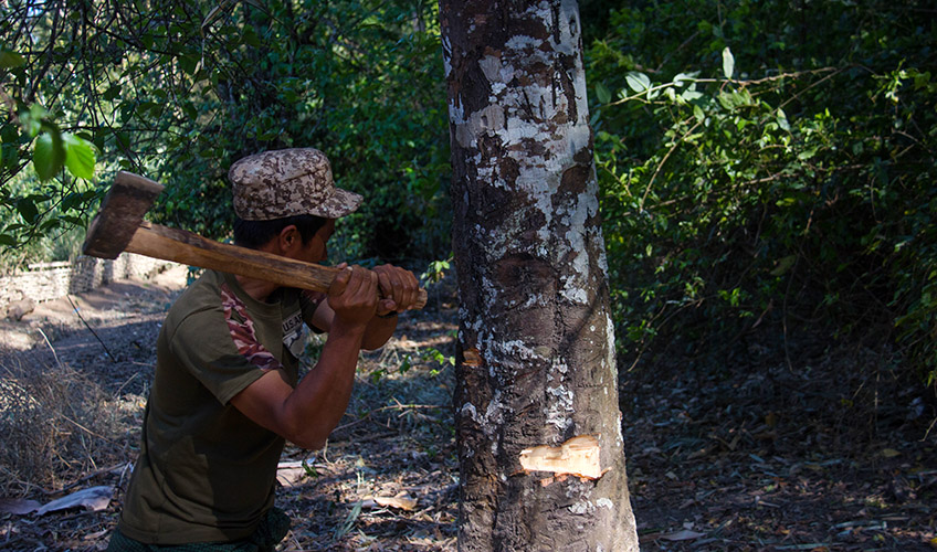 Man chopping into a tree with an axe