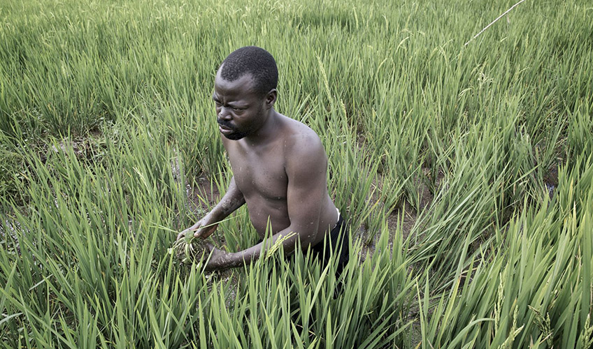 Joseph, bare-chested, working in a rice paddy