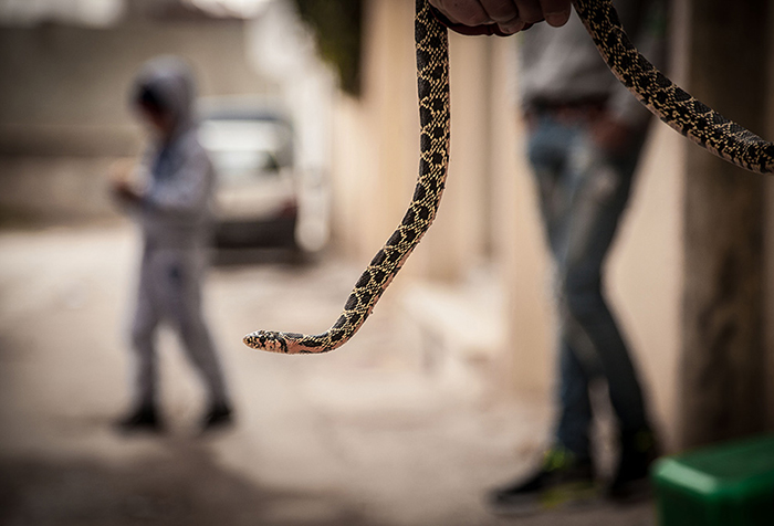 A large snake is held in mid-air